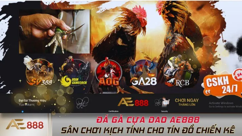 Đá Gà Cựa Dao AE888 - Sân Chơi Kịch Tính Cho Tín Đồ Chiến Kê