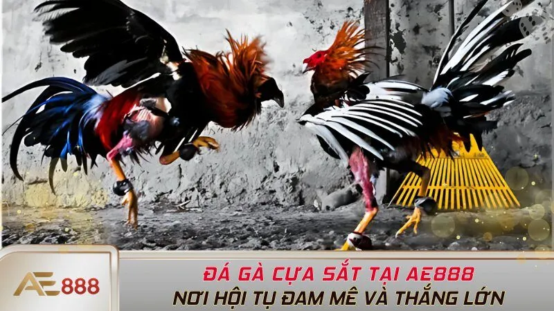 Đá Gà Cựa Sắt Tại AE888 - Nơi Hội Tụ Đam Mê Và Thắng Lớn