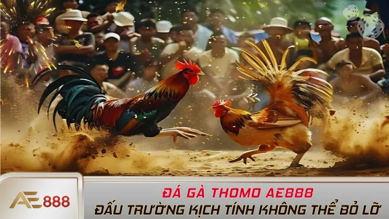 Đá Gà Thomo AE888 - Đấu Trường Kịch Tính Không Thể Bỏ Lỡ