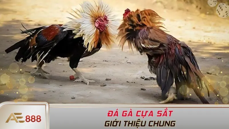 Giới thiệu chung