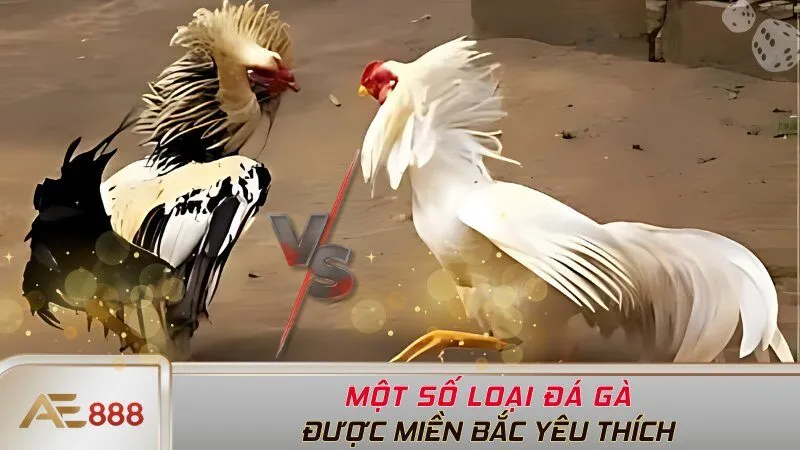 Một số loại đá gà được miền Bắc yêu thích