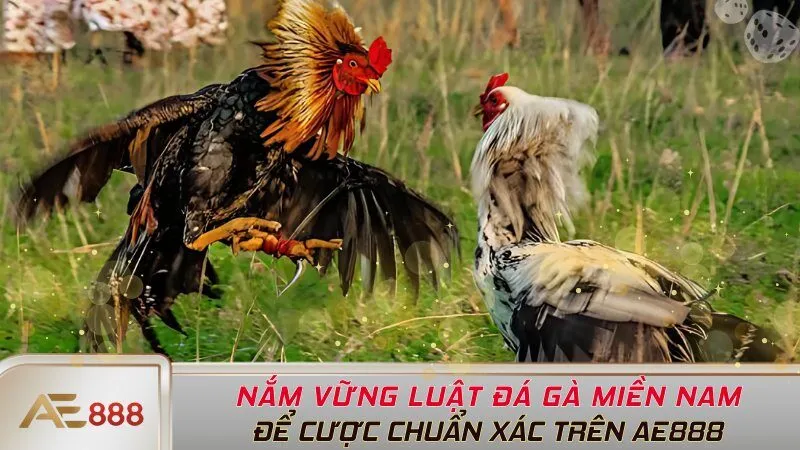 Nắm Vững Luật Đá Gà Miền Nam Để Cược Chuẩn Xác Trên AE888