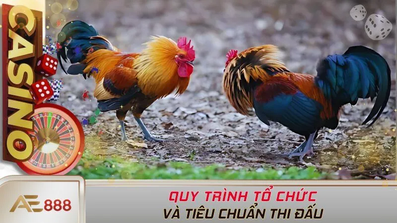 Quy trình tổ chức và tiêu chuẩn thi đấu