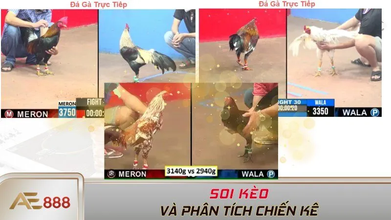 Soi kèo và phân tích chiến kê