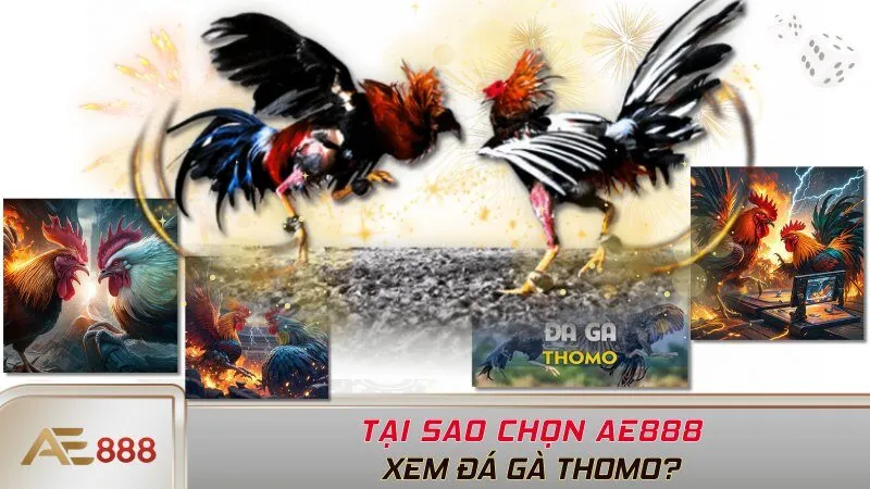 Lý do chọn AE888 xem đá gà Thomo