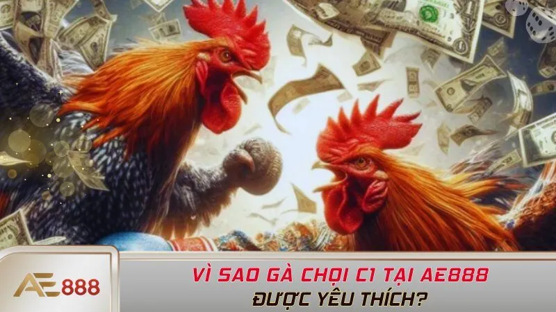 Lý do Gà Chọi C1 được yêu thích